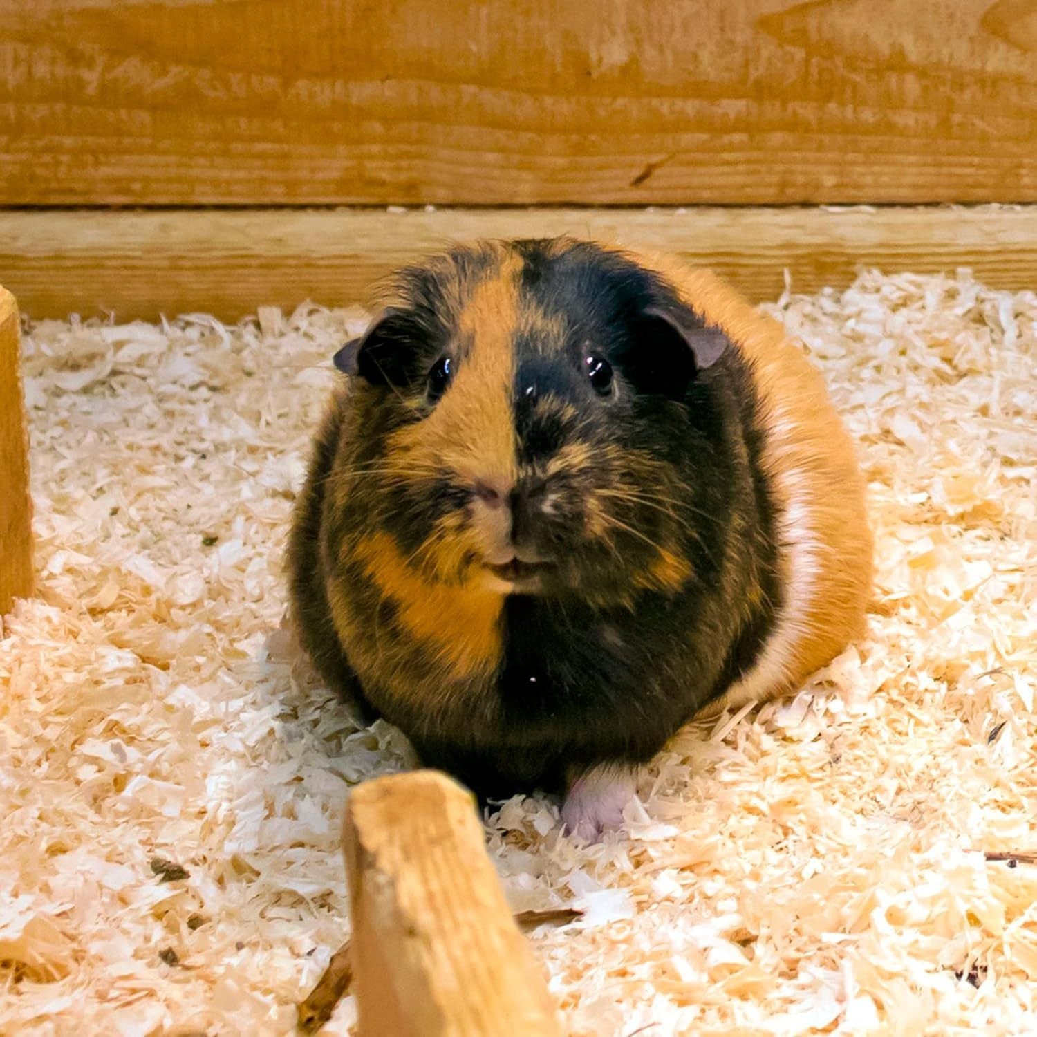 Viruta de Madera de Pino para Mascotas, Aves, Gallinas y Boxes de Caballos, 16 Kg