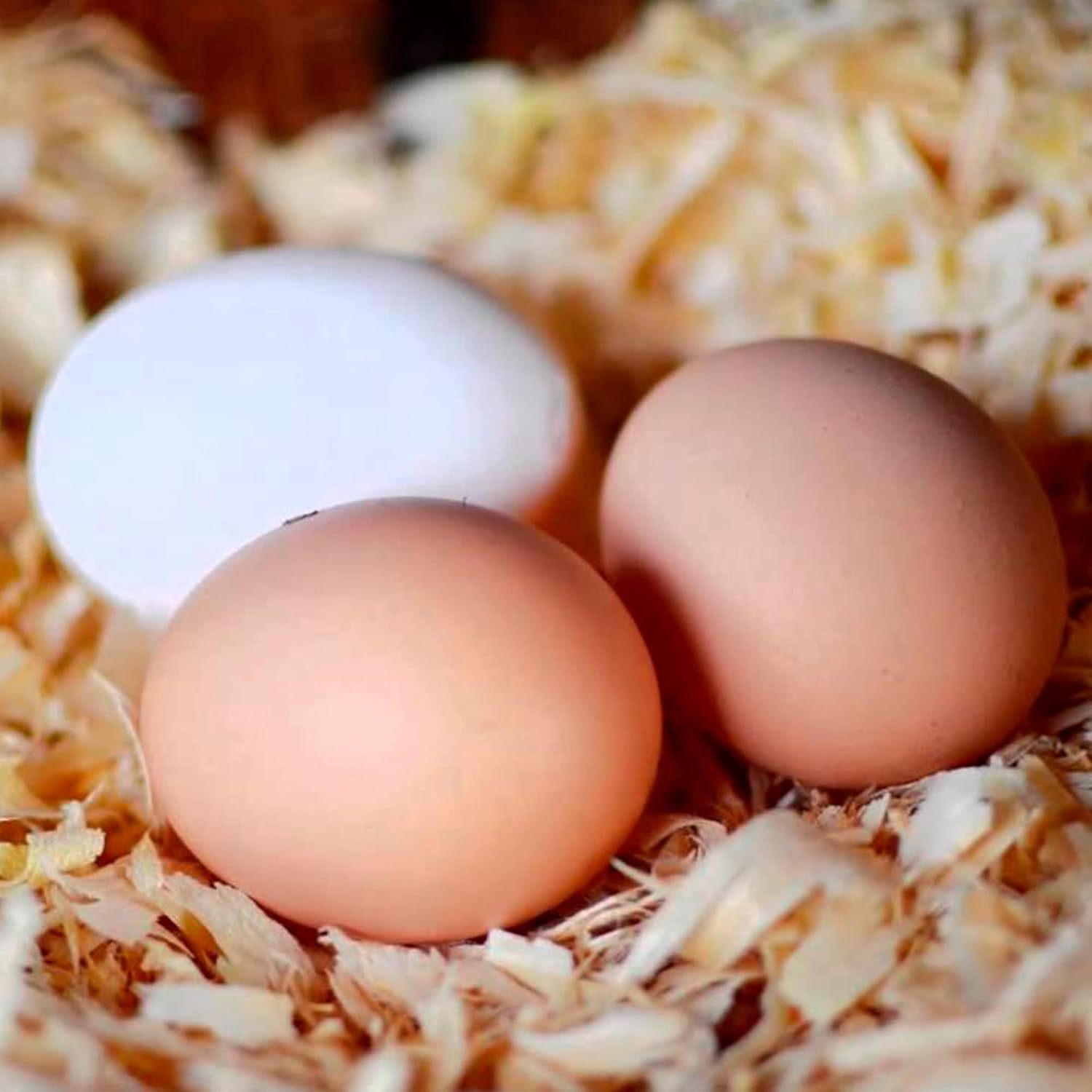 Viruta de Madera de Pino para Mascotas, Aves, Gallinas y Boxes de Caballos, 16 Kg