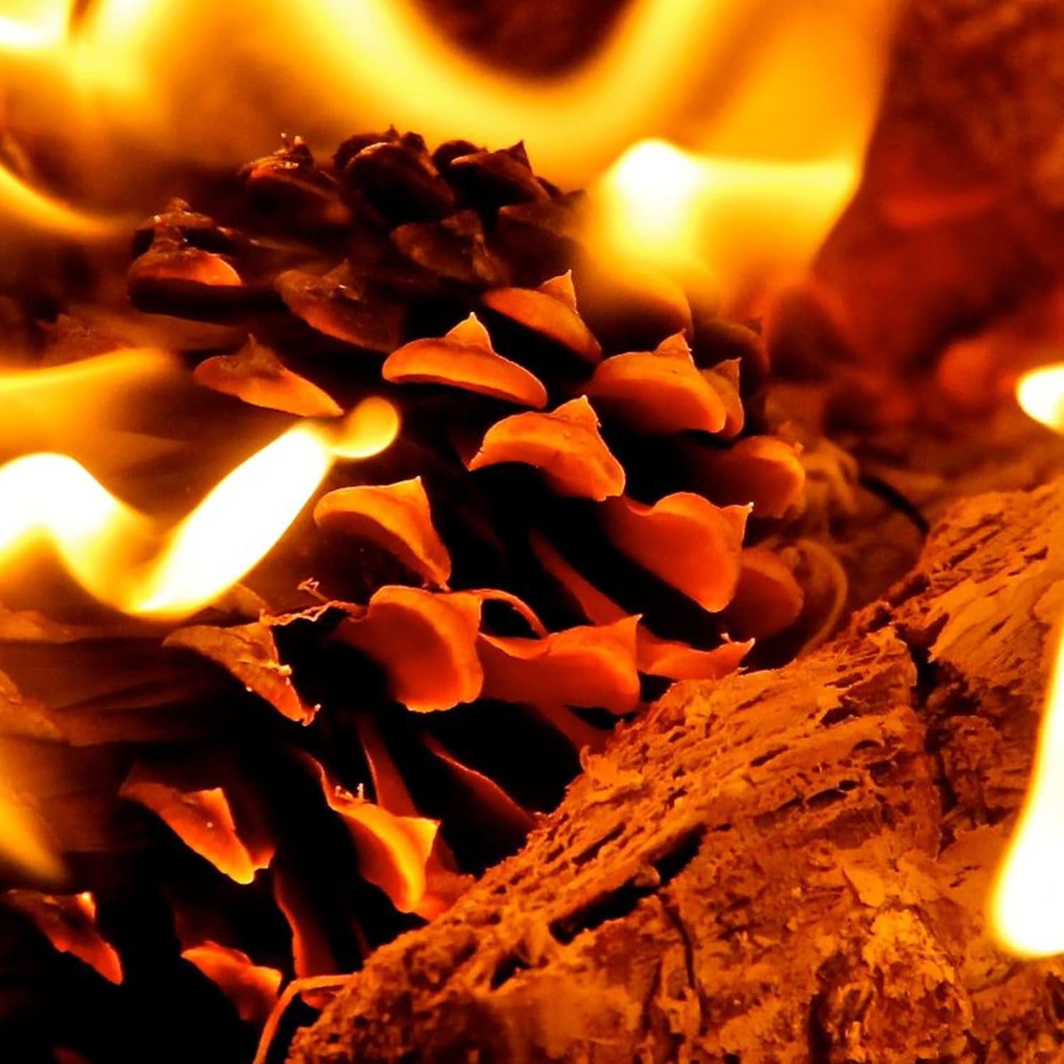 Piñas de Pino para Encendido, Secas y Grandes para Barbacoa, Chimenea, Caldera y Estufa, Piñas Decorativas Naturales, Saco de 32L