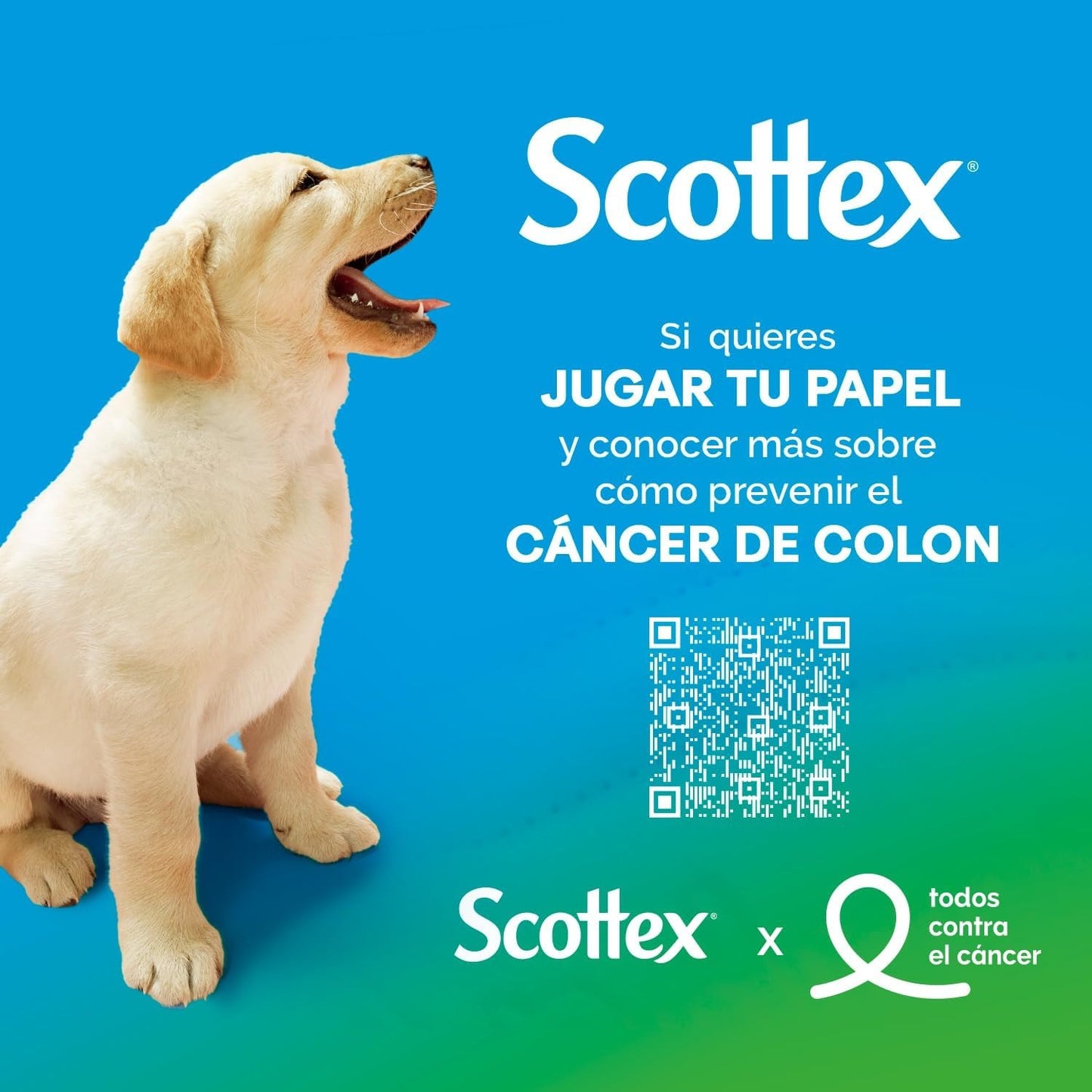 Scottex Papel Higiénico, Rollos dos Capas que Proporcionan el Equilibro Adecuado en Suavidad y Resistencia