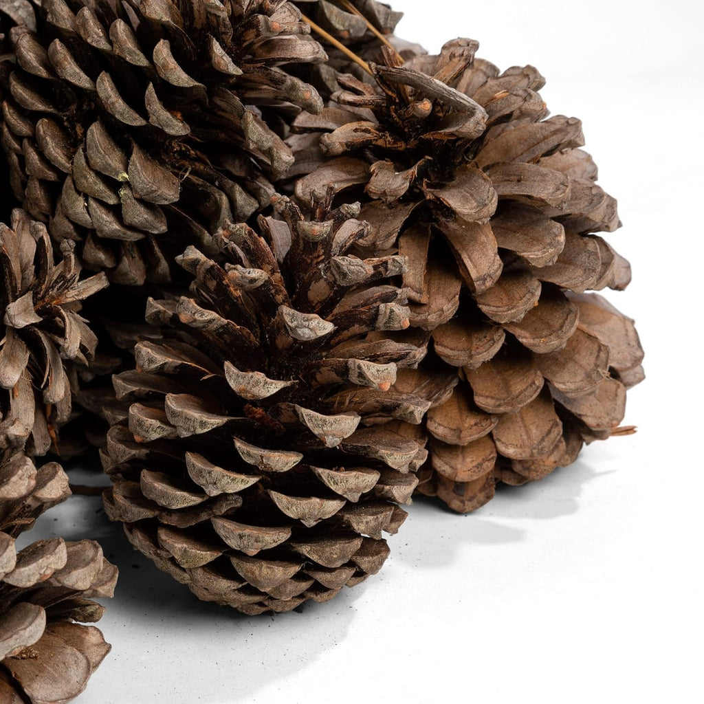 Piñas de Pino para Encendido, Secas y Grandes para Barbacoa, Chimenea, Caldera y Estufa, Piñas Decorativas Naturales, Saco de 32L